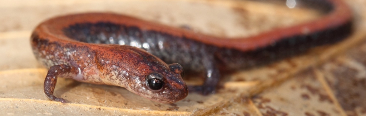 A close up of an eastern red-backed salamander on top of a fallen leaf.