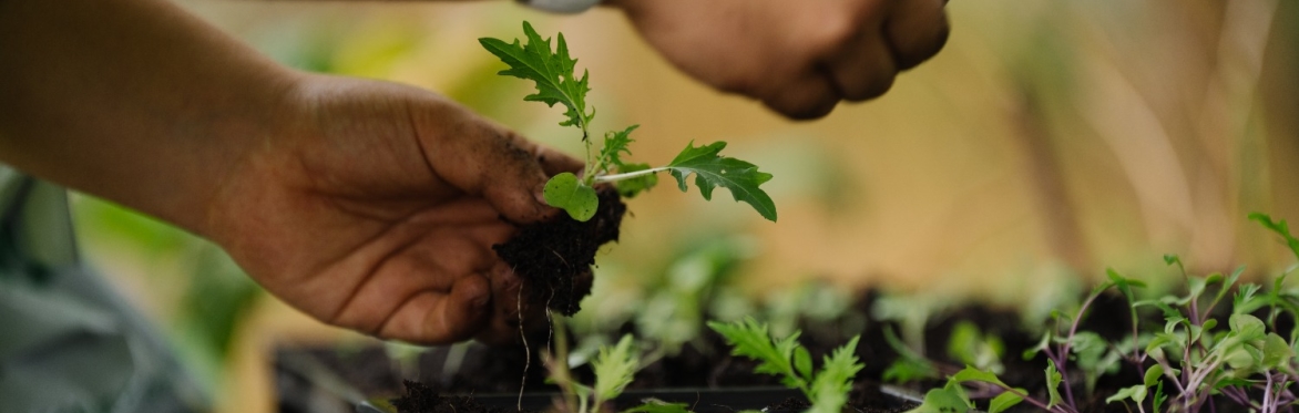 Food Growing for Beginners - Seed Sowing