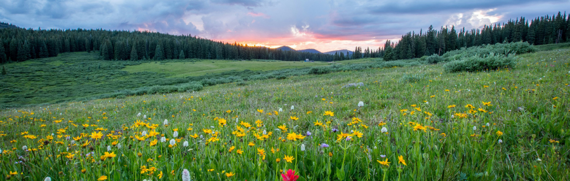 A picture of flowers in a field