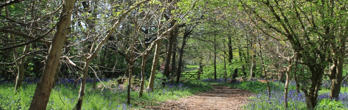 Breathwork in Nature: A Day Retreat of Inner and Outer Immersion