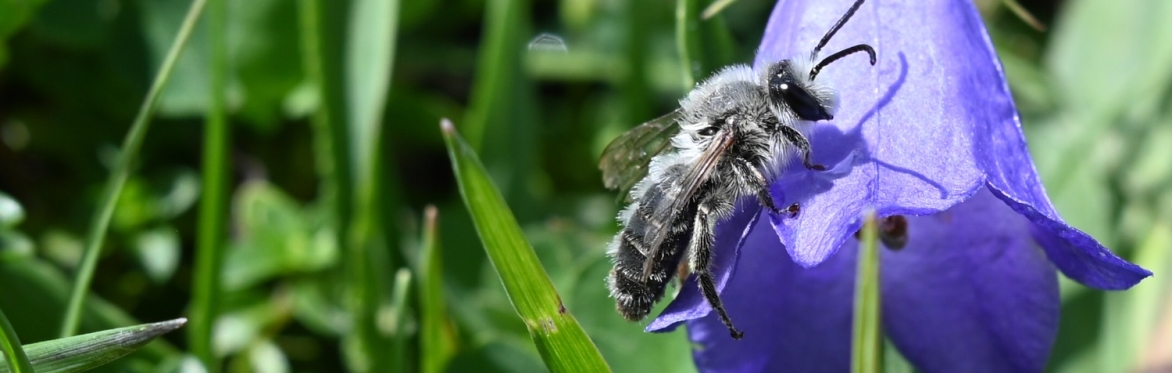 Introduction to Nature Writing Workshop with Nic Wilson and Sue Stuart-Smith