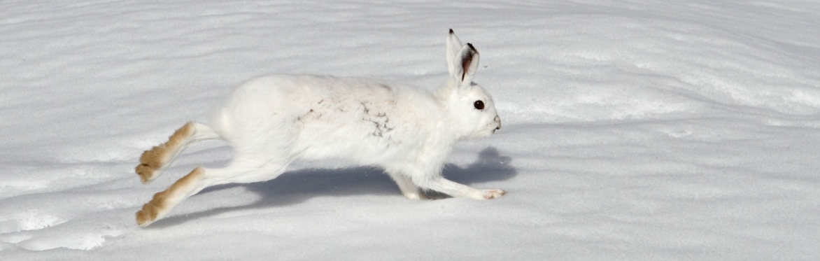 Colori, forme e travestimenti: il mimetismo negli animali
