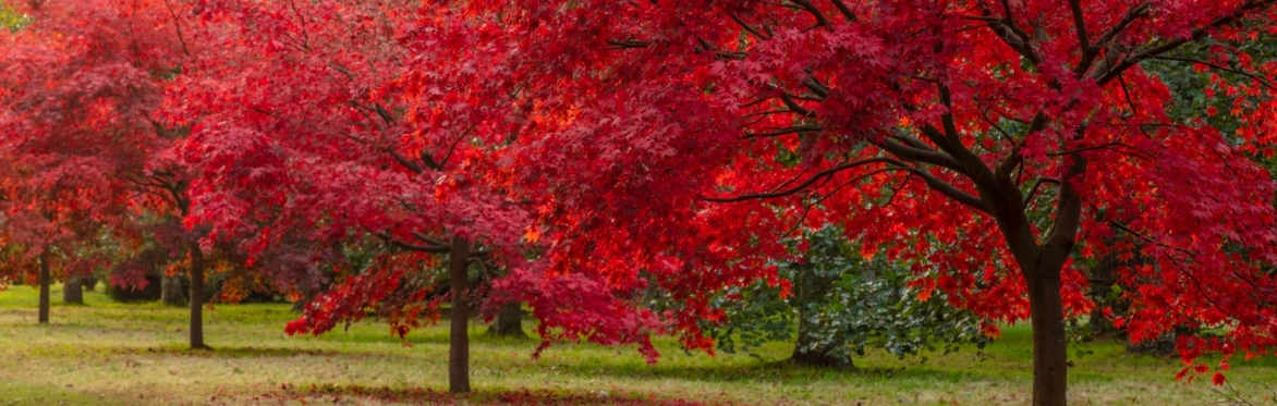 Thorp Perrow fungi and arboretum guided walk
