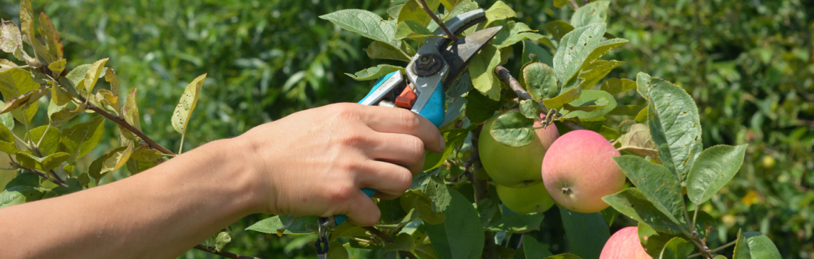Summer Fruit Tree Pruning Workshop