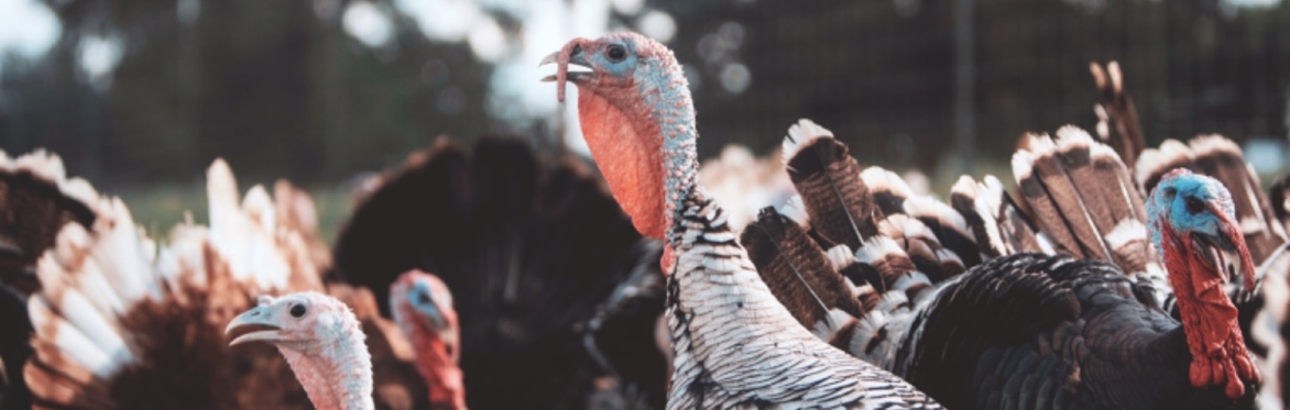Thanksgiving Turkey Harvest I
