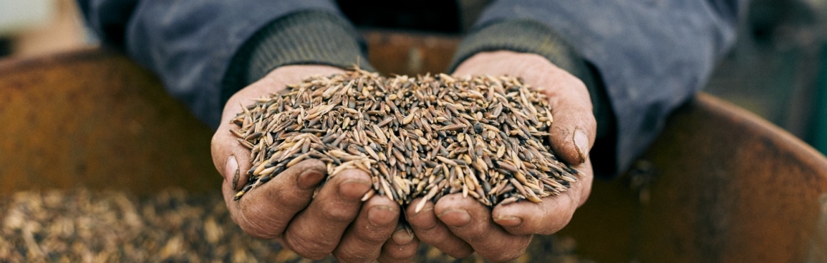 WALES Oat Day | Diwrnod Ceirch