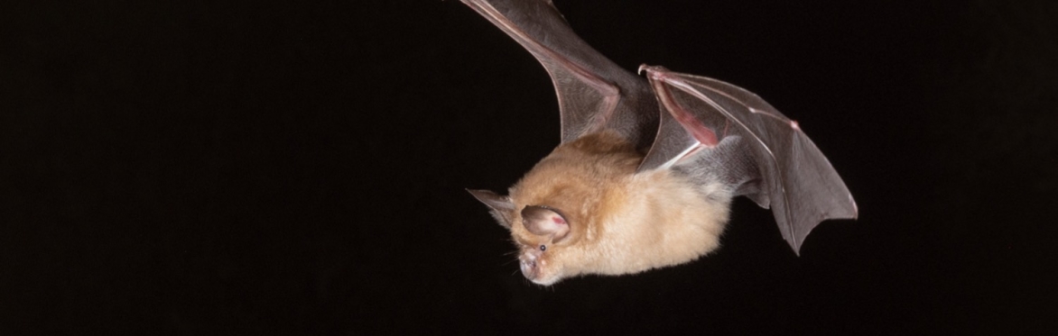 Frome Bat Count