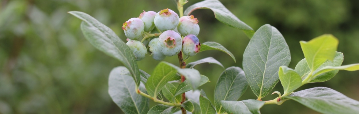 Introduction to Field Botany with Claudia Nagy