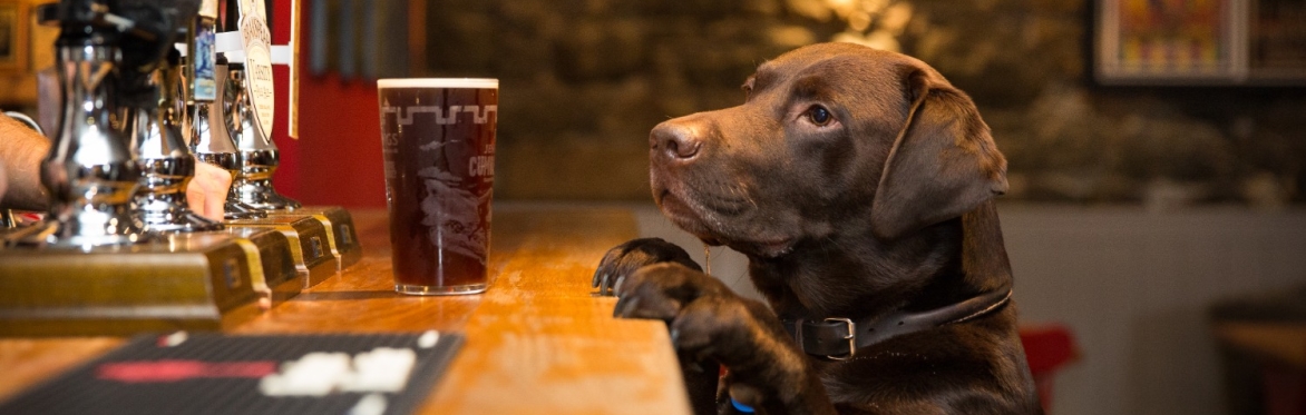 Paws & Portraits: a 'Pup-Up' Photoshoot Experience