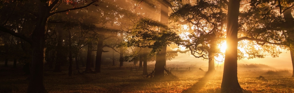 Sunlight through trees - Photo by Simon Wilkes on Unsplash