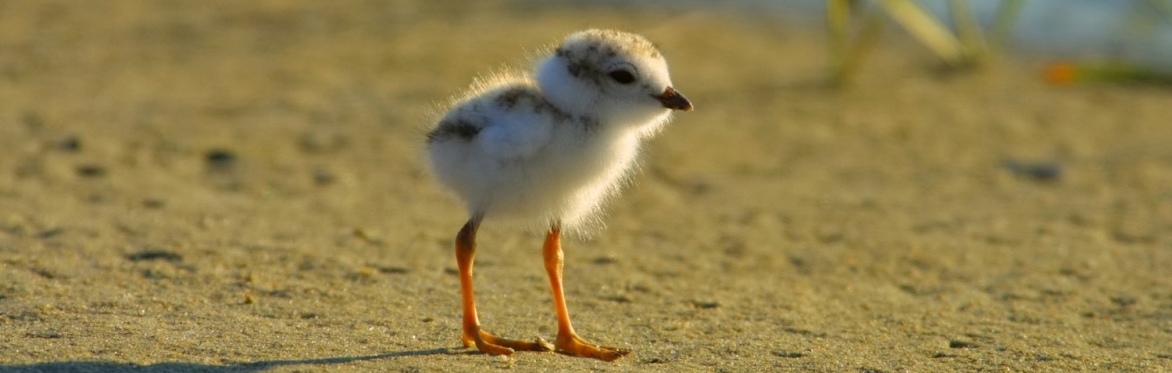 Piping plover chick
