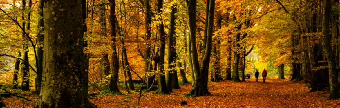 Restorative Woodland Experience - Autumn Season