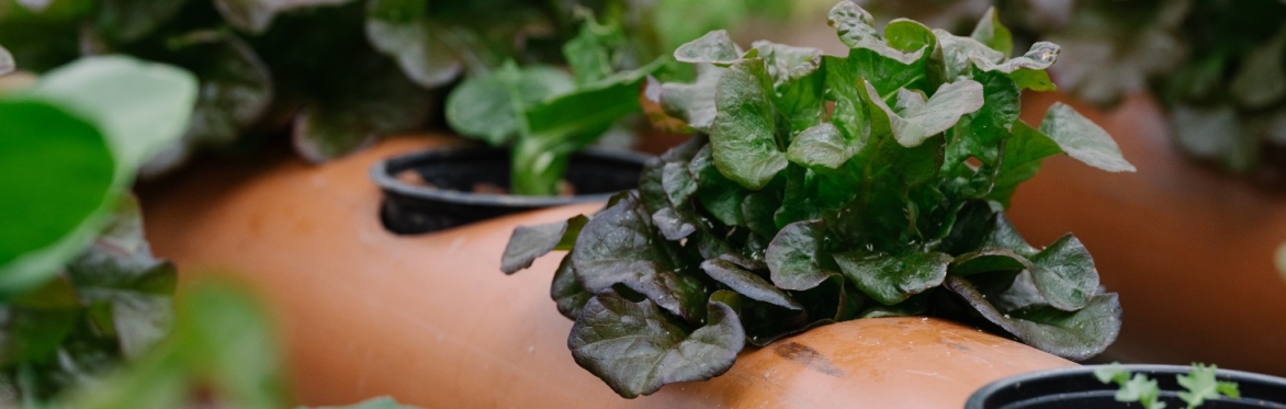 Growing in small urban spaces - designing square metre beds and container gardens!