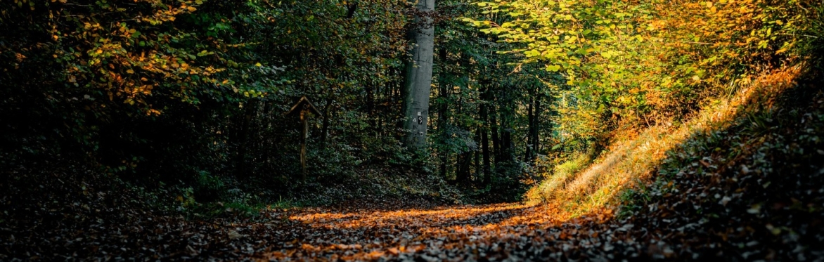 autumn forest