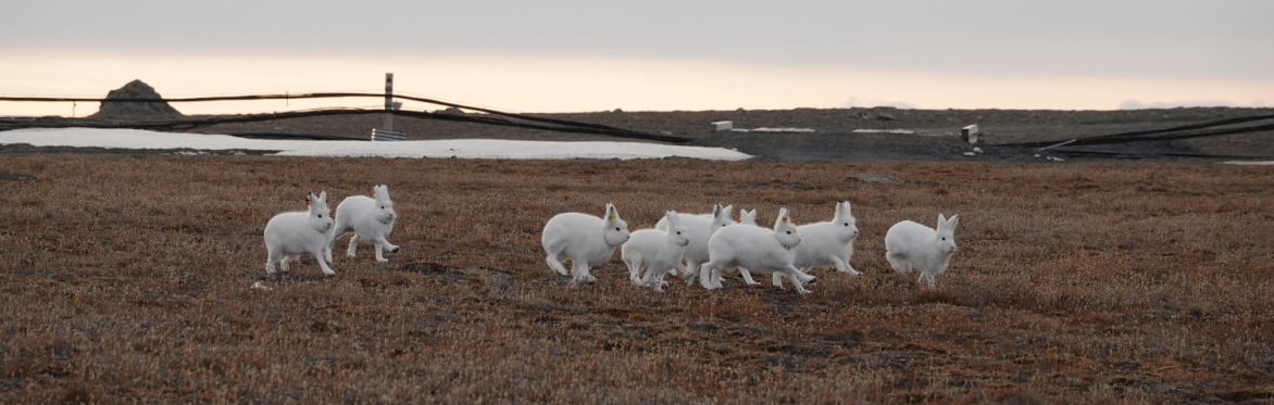 image of Arctic Hares running across the tundra