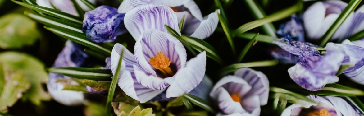 Meet the Gardeners: How and why to lift and divide perennials