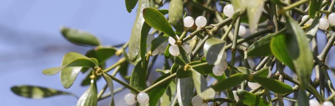 MistleGo! Help us find Britain's mistletoe