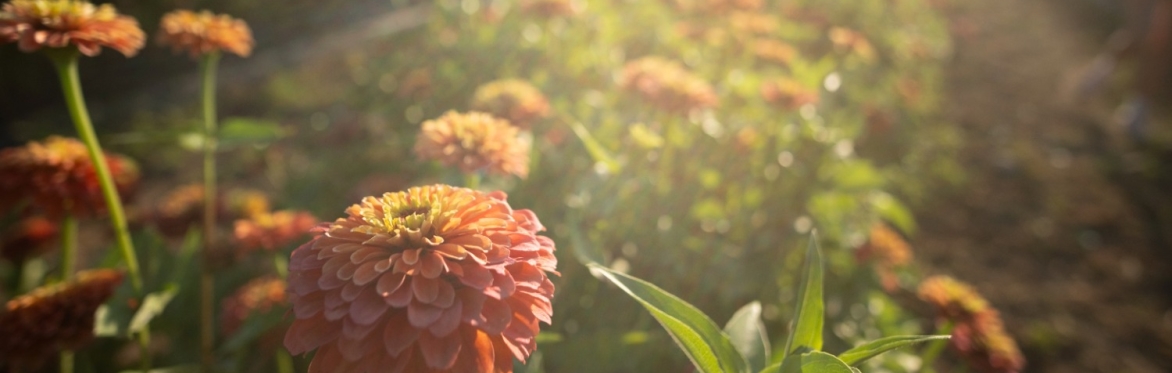 Zinnias glowing in the field at golden hour