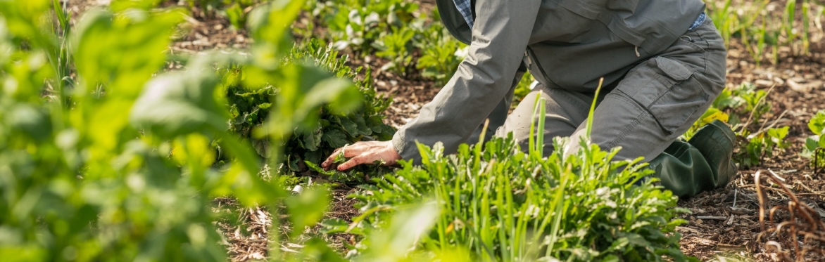 Basic Allotment Gardening: Surviving the First 6 Months