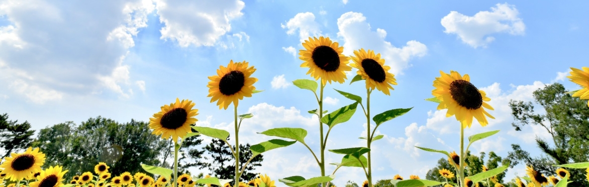 Sunflowers