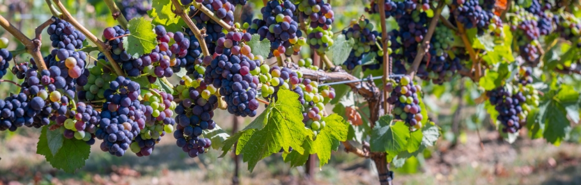 Volunteer for Harvest 2026 at Gatcombe Estate Vineyard - Date TBC (Join the Waitlist)