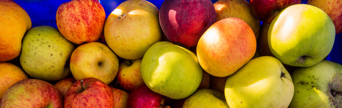 Juicing Day with The Orchard Project