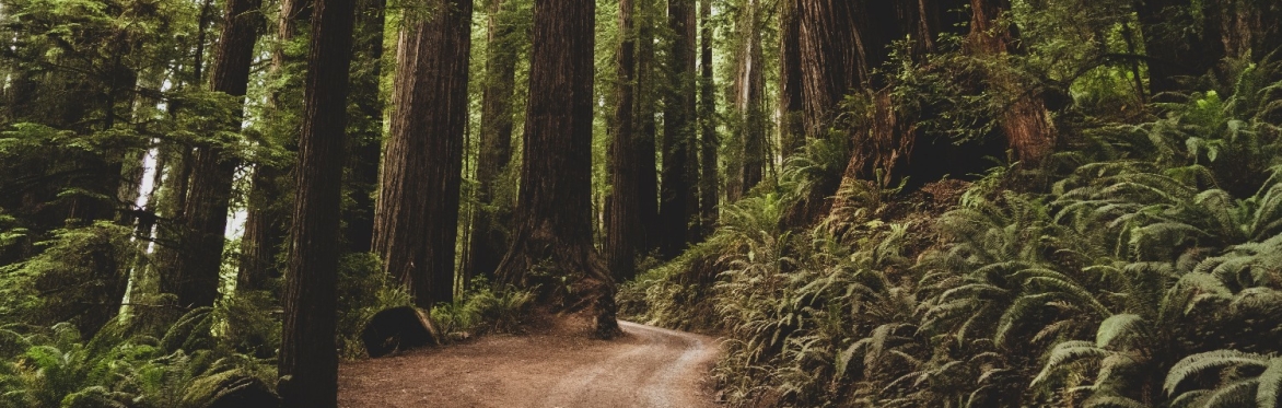 Nature Connection Forest Walk
