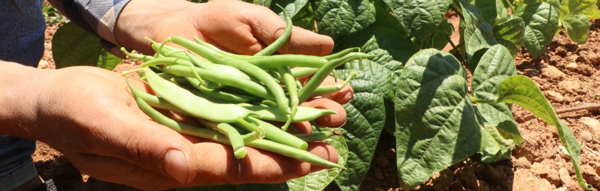 Food for Thought: A Workshop Exploring Food Research at Sussex
