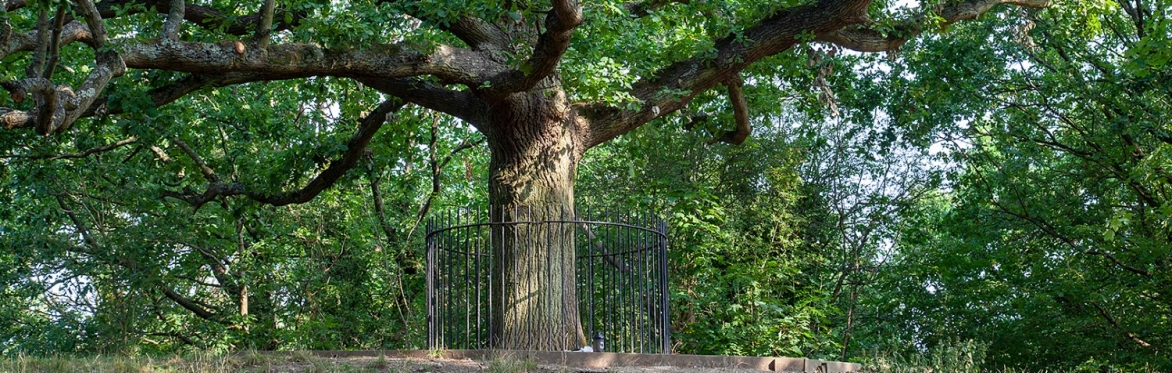 The Honor Oak, One Tree Hill