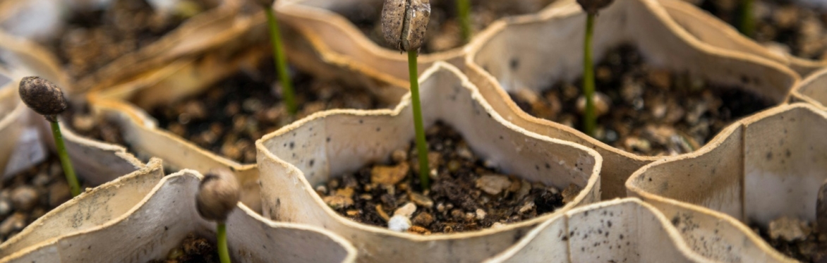 Meet the Gardeners: Preparing seed beds and sowing outdoors