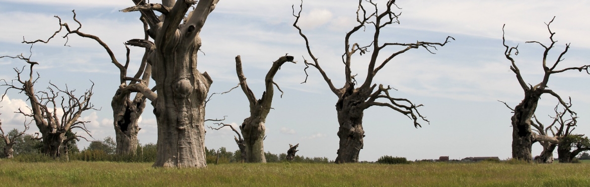 Mundon - Mundon Oaks - Credit @ Steve Boutwell
