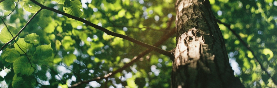 Healing Histories UK – Connecting to Love and Wisdom in the midst of challenging times