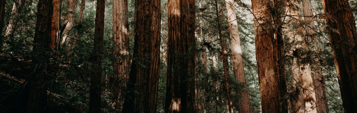 Redwoods Expedition 2026