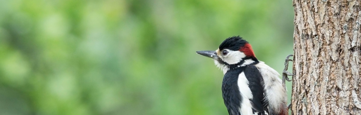 March birdsong walkshop - Stanmer Park, Brighton