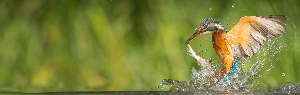 Finanza, imprese e istituzioni: nature strategy e uso sostenibile dell'acqua | 2026