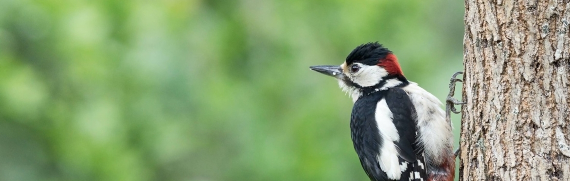 April birdsong walkshop - Stanmer Park, Brighton