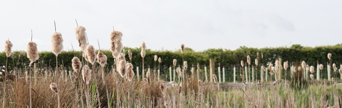Book your place – Guided Walk @ Wrea Green – Village Green, Wrea Green