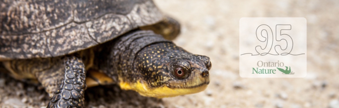 Ontario Nature's 95th Anniversary Summit - Saturday, June 13th