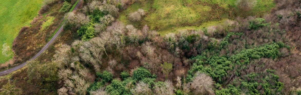 Hedgerows, a Biodiversity Lifeline