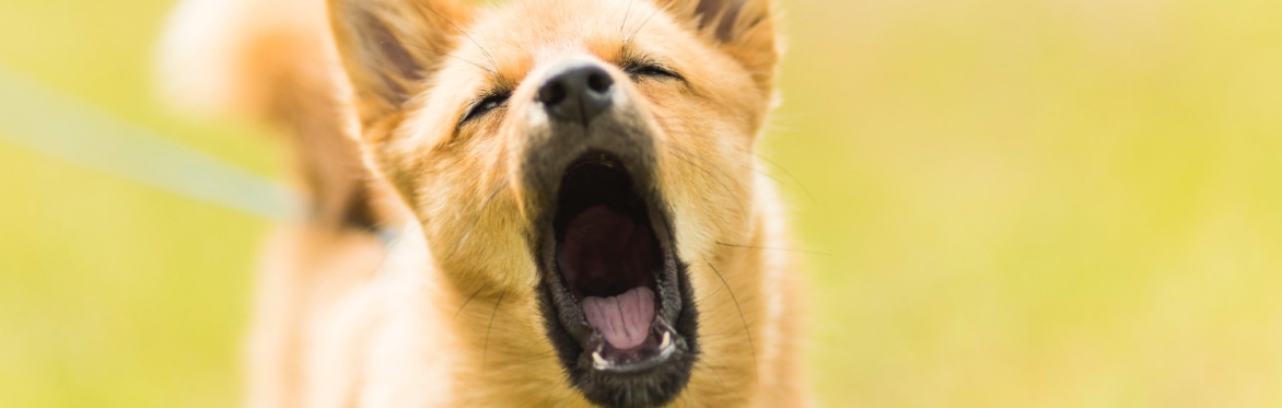 Living With a Reactive Dog: Prerecorded Seminar
