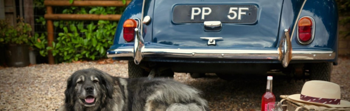 Ginger cat crafts and classic car show