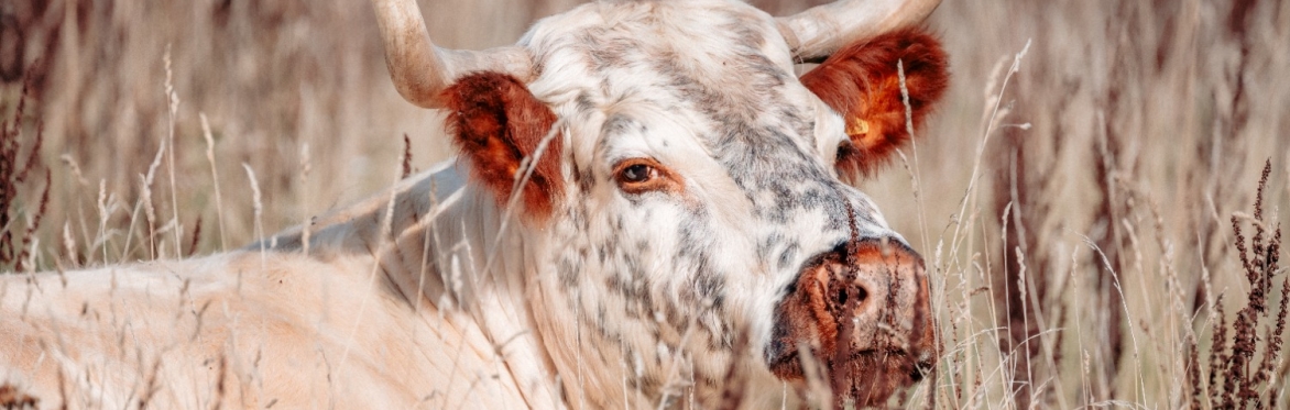 Meet Ivy : One of the White Park Cattle