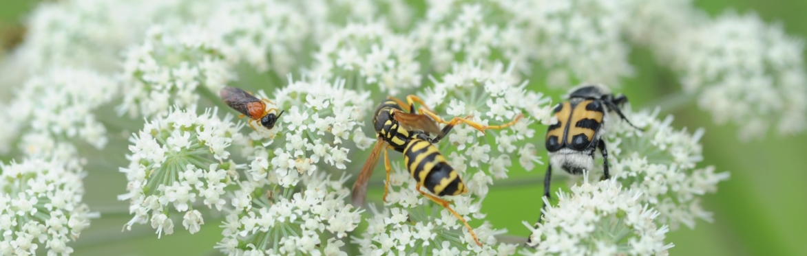 Bugs on flowers.