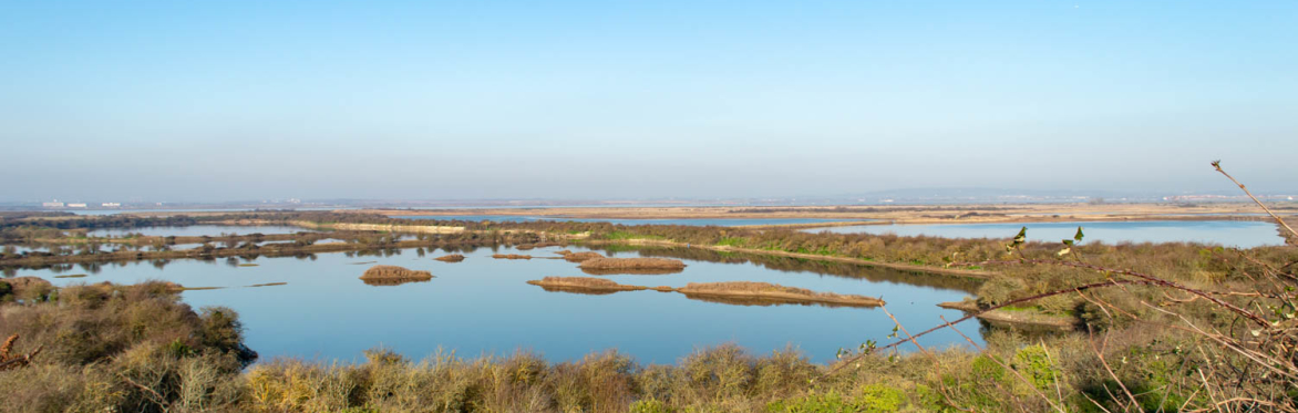 Mid-week Morning Walk : Cliffe Pools