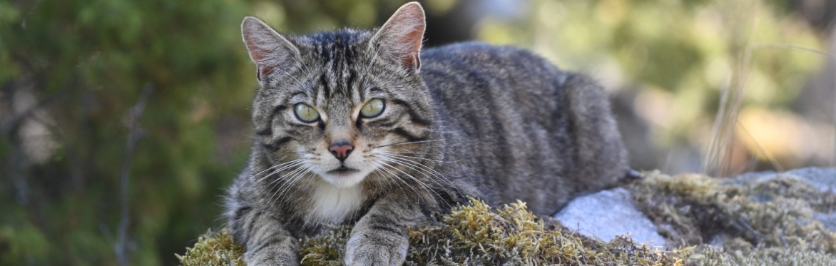 Saving Wildcats Sponsors’ Day