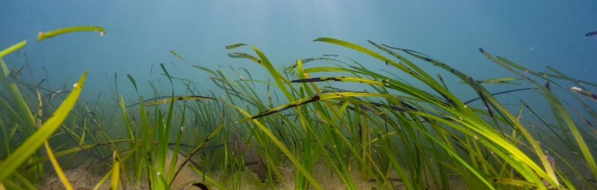 Project Seagrass Fragment Planting Walks