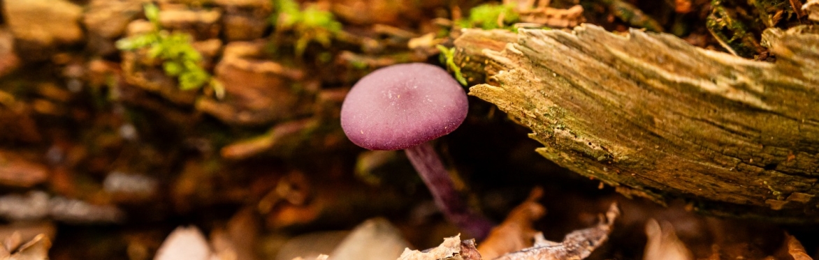 Mushroom Identification Course