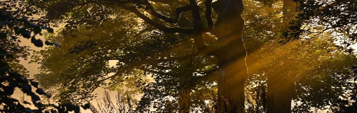 Forest Bathing with Hawk & Heath - FREE community event