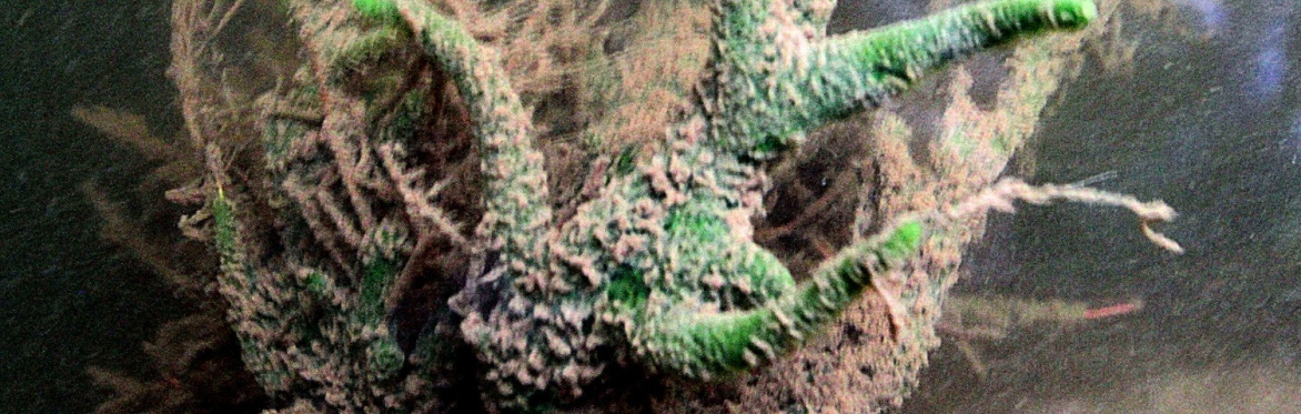 Freshwater Sponges Webinar