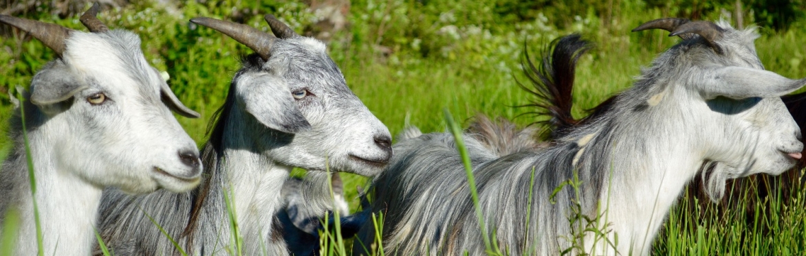 Pocket-Sized Pasture Management